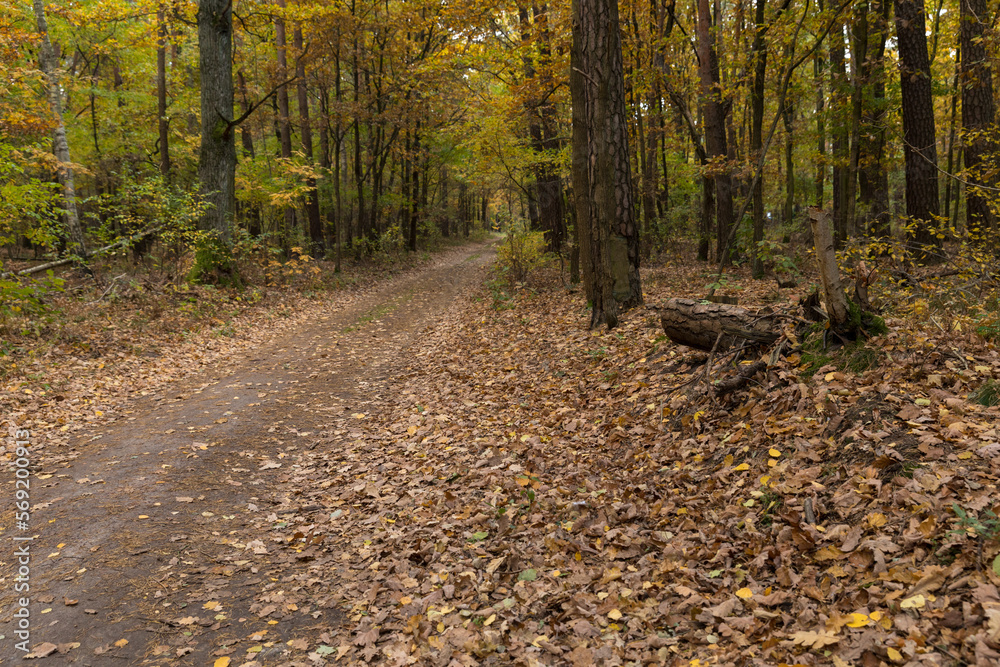 Obraz premium In the middle of the park in the fall season, yellow leaves. A good place to walk.