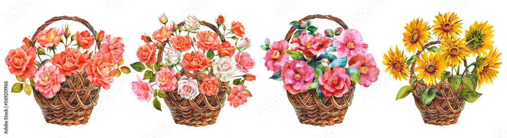 Watercolor flowers. Set of wicker baskets with different flowers. Camellias, roses and sunflowers