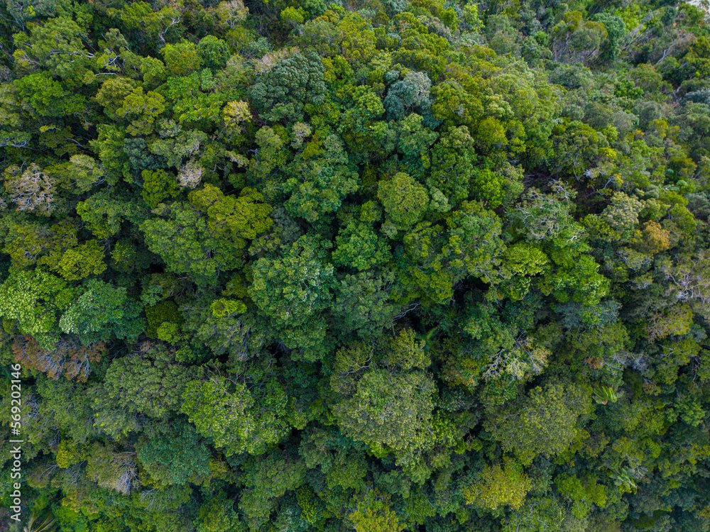 Tropical green tree forest background aerial view