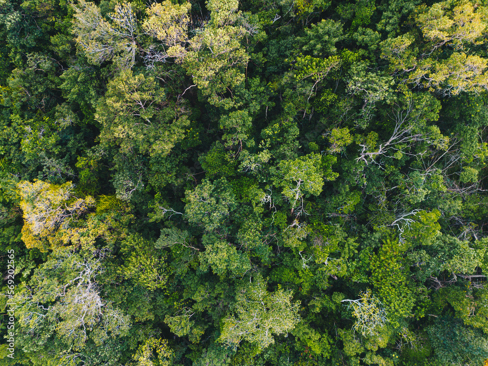 Tropical green tree forest background aerial view