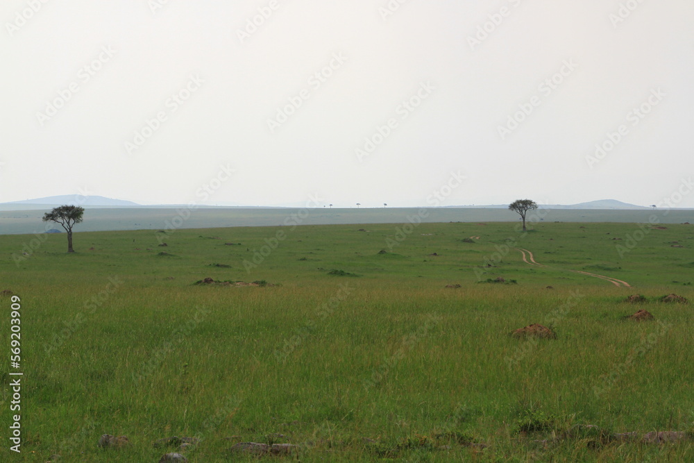 Masai Mara lanscape green savanna with two acacia trees at the distance