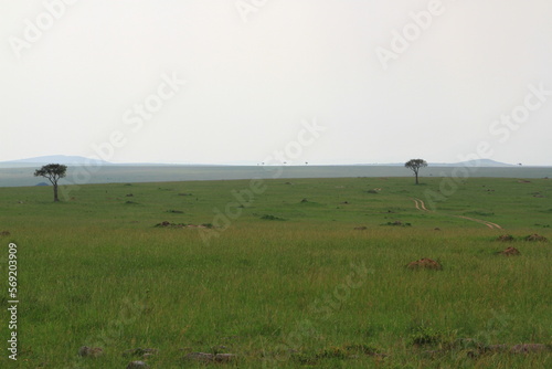 Masai Mara lanscape green savanna with two acacia trees at the distance