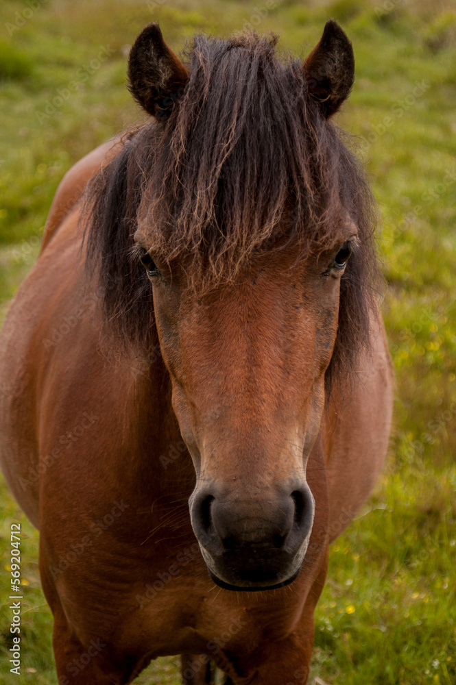 horse in the field horse in the field