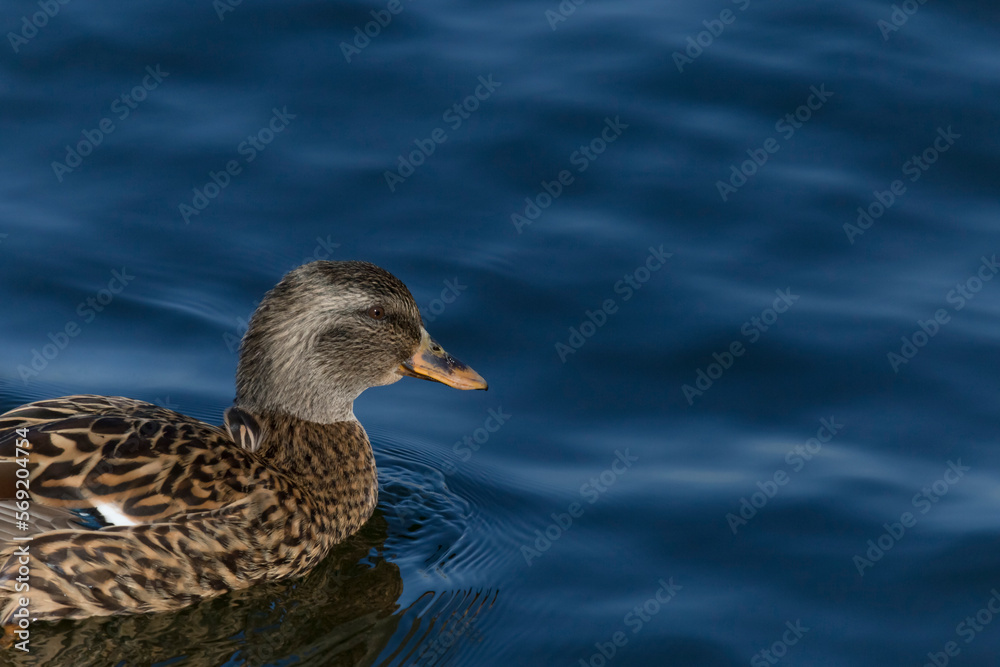 young duck swimming in a blue water