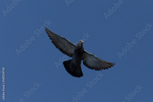 pigeon flying in a clear blue sky