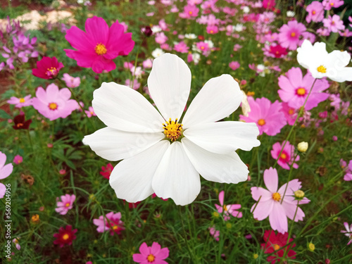 Fototapeta Naklejka Na Ścianę i Meble -  Close up, Single cosmos flower white color flower blossom blooming soft blurred background for stock photo, houseplant, spring floral