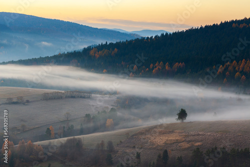 lonely tree on a hill on a foggy autumn morning, Beskid Niski