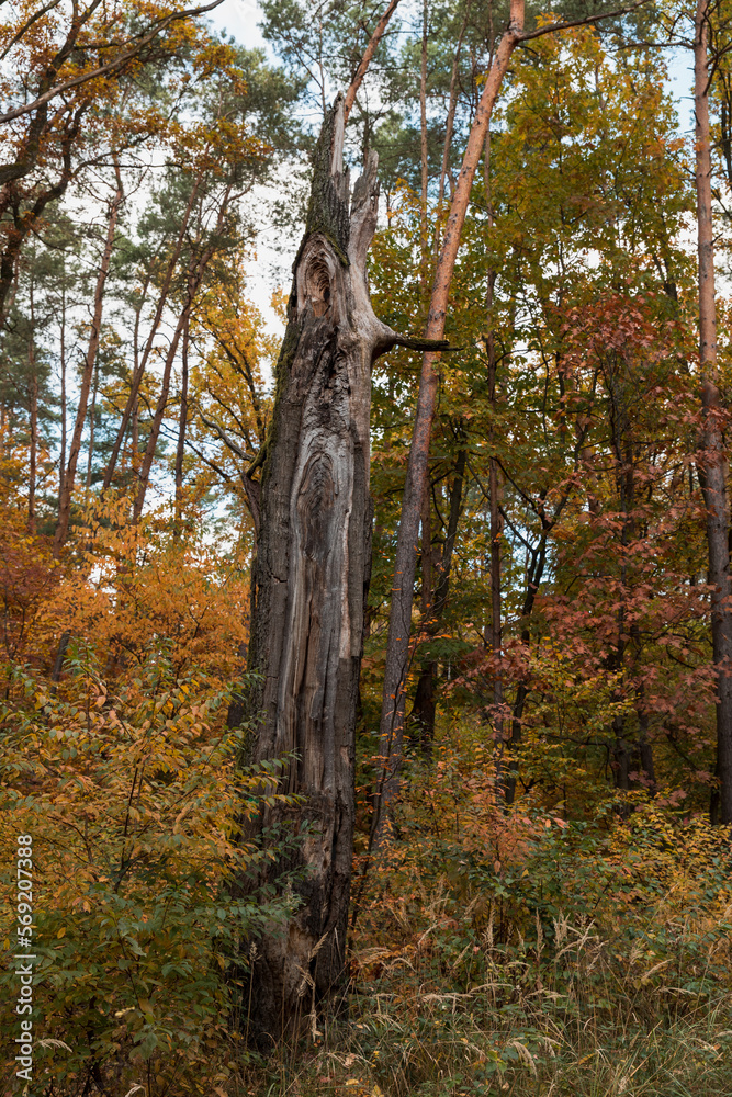Fototapeta premium A thick trunk of an old tree broken by a storm.
