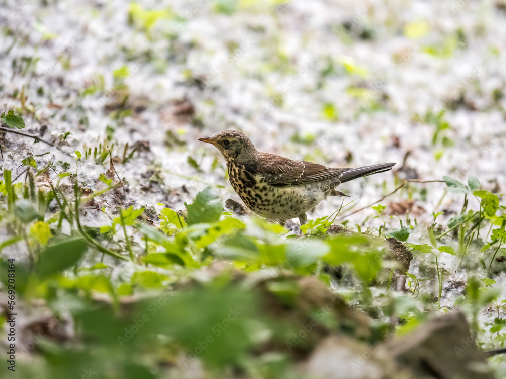 Wood bird Fieldfare, Turdus pilaris, on a sprng lawn. Wood bird Fieldfare, Turdus pilaris, on a sprng lawn.