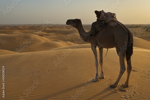 West Africa. Mauritania. A loaded one-humped camel walks on the hot sands of high dunes in the boundless Sahara Desert.