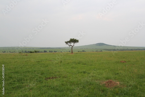 Masai Mara lanscape green savanna with a single acacia tree at the distance