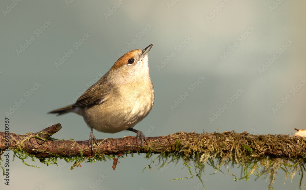 Fototapeta premium A close up of a single female blackcap sat on a tree branch
