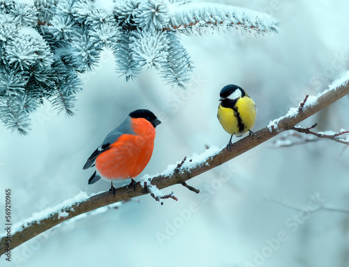 birds sneer and tit sit on a branch in a winter snow park © nataba