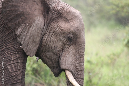 Photography Portrait of a young elephant grazing grass