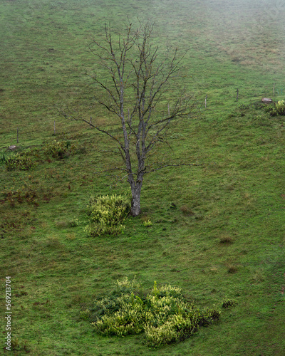 tree on side of a hill