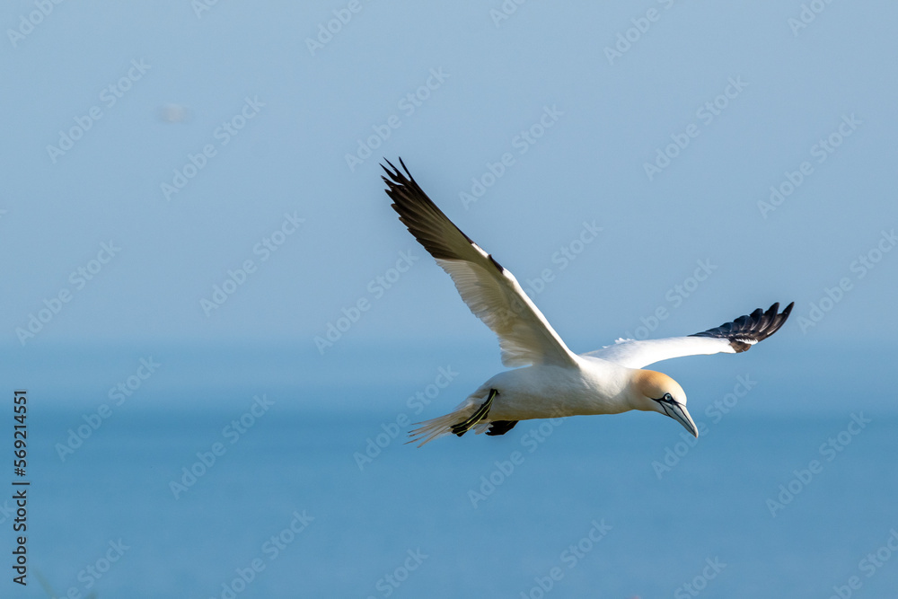 Fototapeta premium Close up of a northern gannet flying in blue skies over the sea and Bempton Cliffs at nature reserve in east Yorkshire, UK