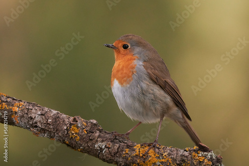 Curious robin bird sitting sitting on branch tree photo