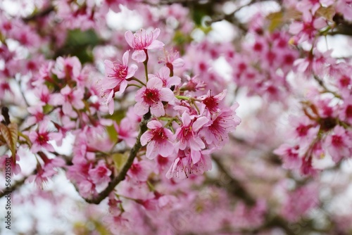 Thailand's cherry blossoms are in full bloom in the spring © manus