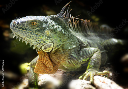 Iguanas are a genus of lizards that live in the tropics of Central America  South America and the Caribbean islands. These lizards were first described by an Austrian zoologist  macro wallpaper 