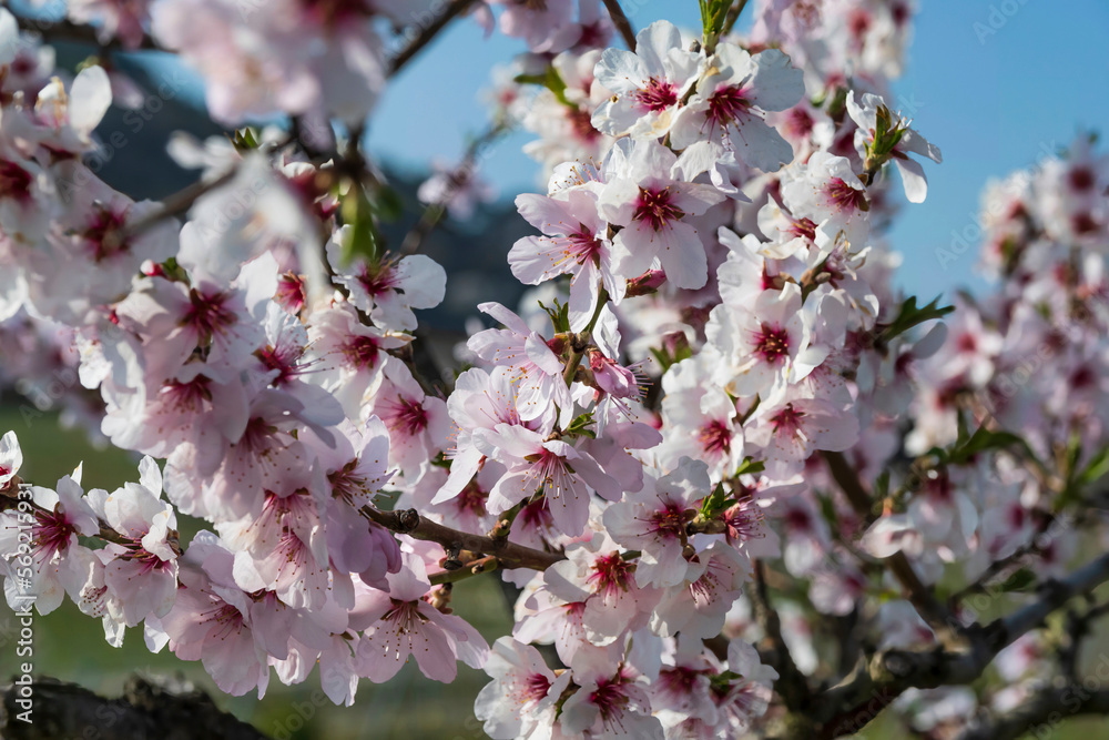 Close-up of gorgeous white blossoming almond blossoms on a sunny spring day in Rheinhessen/Germany Close-up of gorgeous white blossoming almond blossoms on a sunny spring day in Rheinhessen/Germany