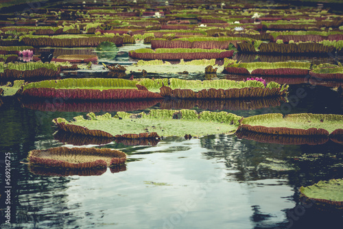Lily pads in Mauritius