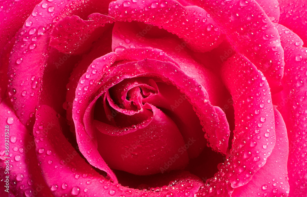 Red Rose Flower close up background. Beautiful Dark Red Rose closeup. Symbol of Love. Valentine card design Red Rose Flower close up background. Beautiful Dark Red Rose closeup. Symbol of Love. Valentine card design