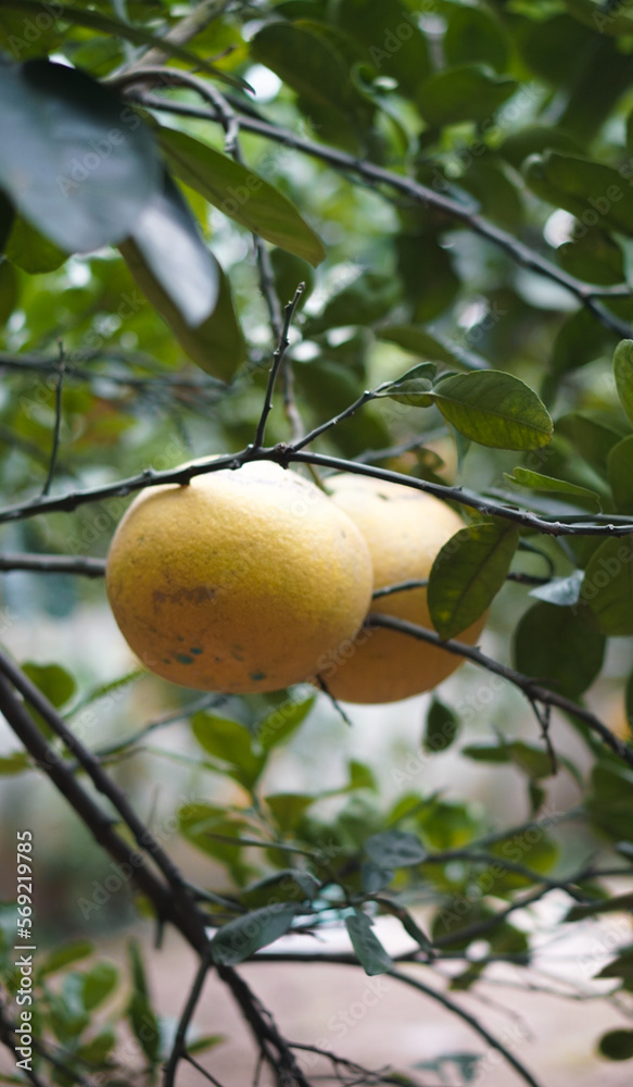 Dien Pomelo Garden in the harvesting season, Hanoi, Vietnam