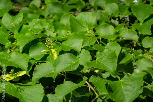 Close up view of linden tree before blooming on a summer's day