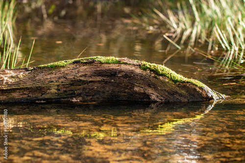 Mossy log in the water at the edge of the lake