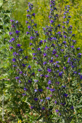 Blue melliferous flowers - Blueweed Echium vulgare. Viper's bugloss is a medicinal plant. Macro photo