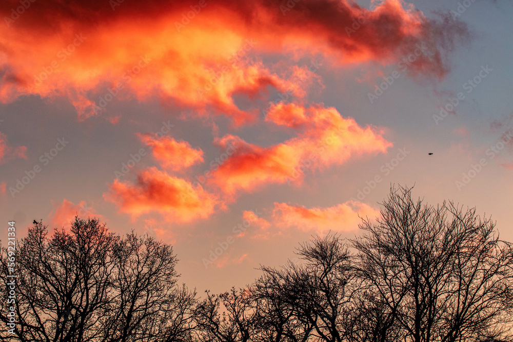 Aesthetic pink and purple candyfloss clouds and trees sillhouette background