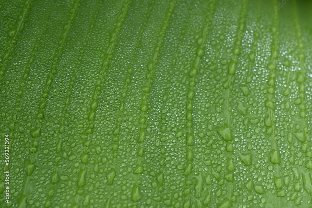 Dew drops from the mist perched on the lower surface of green banana leaves Dew drops from the mist perched on the lower surface of green banana leaves