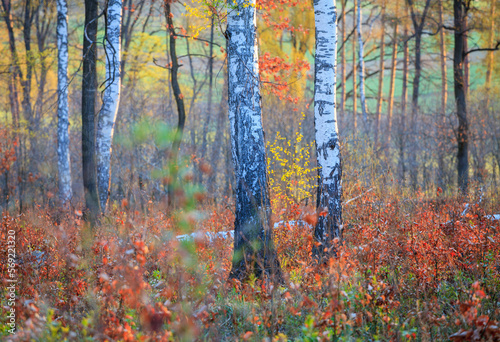 birches in the autumn forest