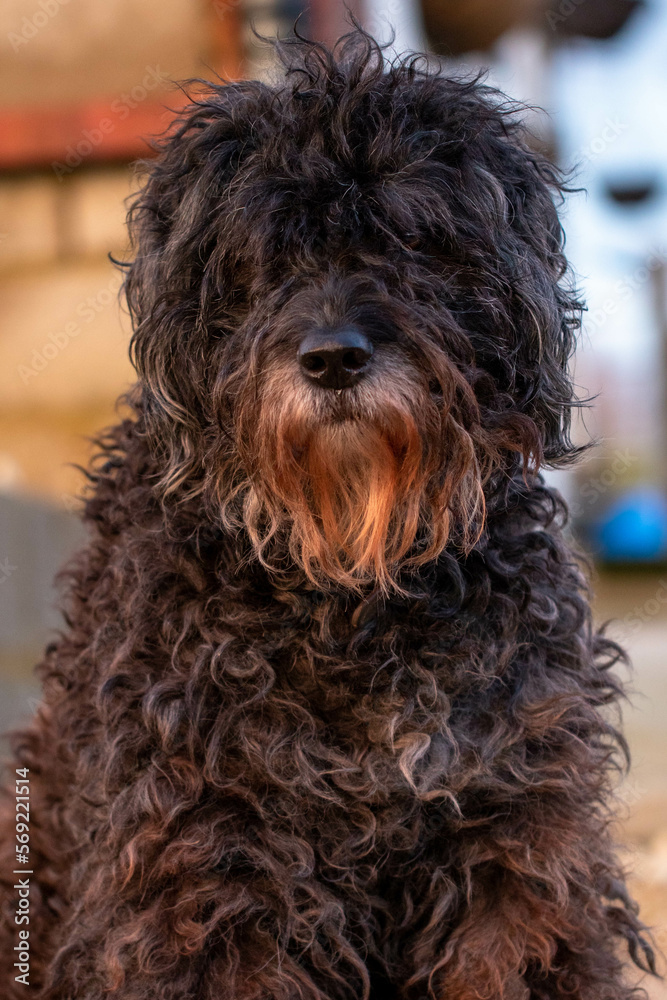 Cute Bouvier Des Flandres dog portrait