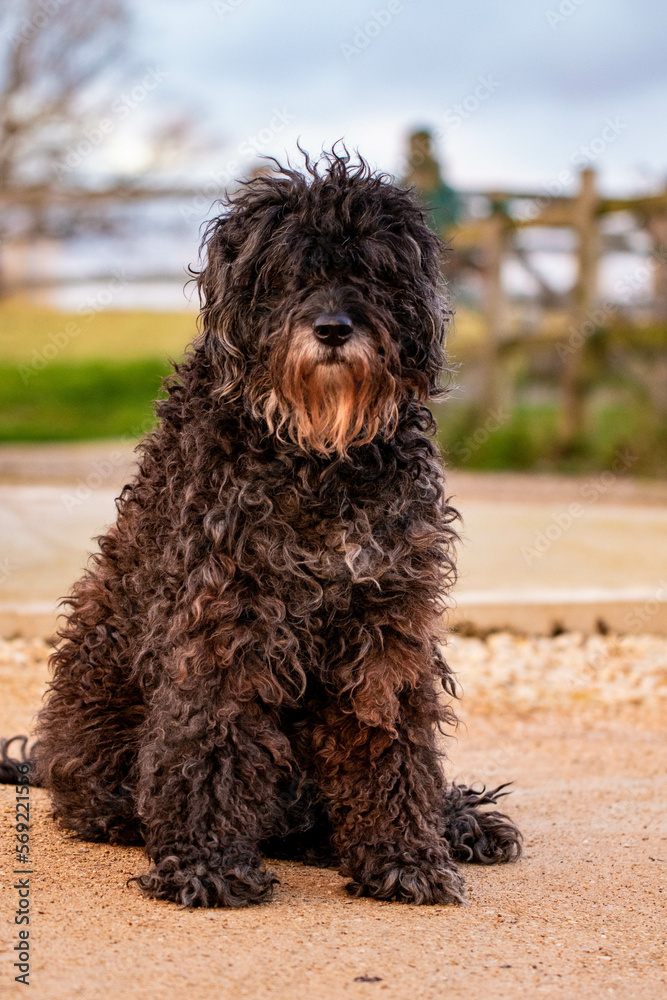 Cute Bouvier Des Flandres dog portrait Cute Bouvier Des Flandres dog portrait