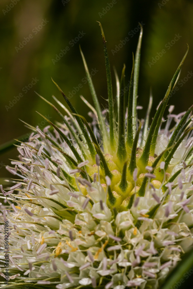 Dipsacus fullonum, wild teasel flowers in garden macro selective focus Dipsacus fullonum, wild teasel flowers in garden macro selective focus