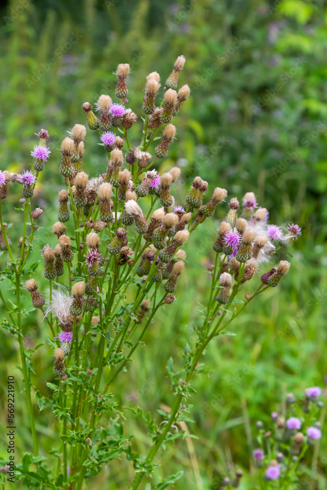 A flowering bush of pink sows Cirsium arvense in a natural environment, among wild flowers. Creeping Thistle Cirsium arvense blooming in summer. Violet flowers on meadow, focus on flower in front A flowering bush of pink sows Cirsium arvense in a natural environment, among wild flowers. Creeping Thistle Cirsium arvense blooming in summer. Violet flowers on meadow, focus on flower in front