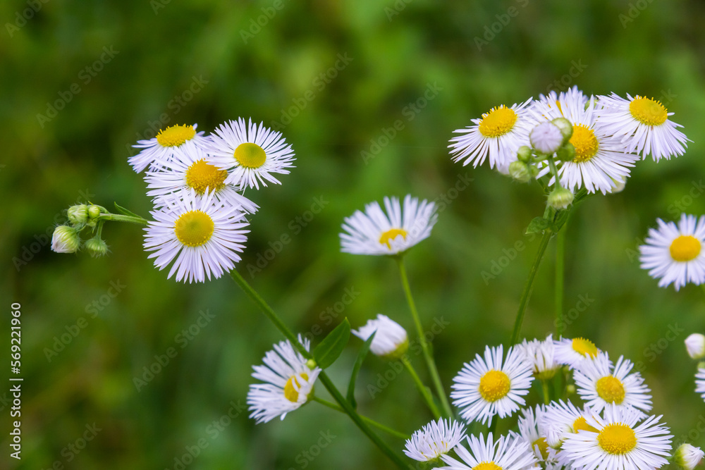 Erigeron annuus known as annual fleabane, daisy fleabane, or eastern daisy fleabane Erigeron annuus known as annual fleabane, daisy fleabane, or eastern daisy fleabane