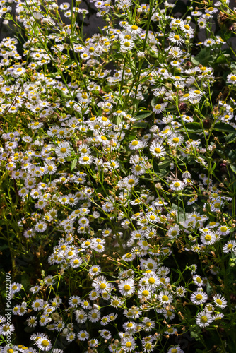 Fototapeta Naklejka Na Ścianę i Meble -  Erigeron annuus known as annual fleabane, daisy fleabane, or eastern daisy fleabane