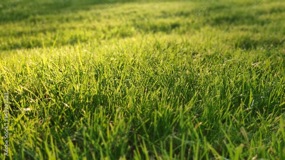 Green lawn on which the rays of the sun fall