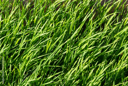 texture green grass on the lawn. Beautiful green background in high quality