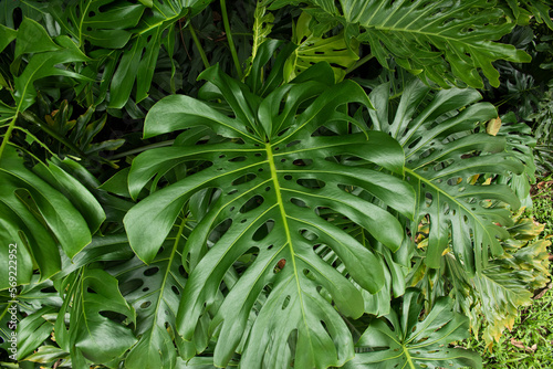 Monstera deliciosa green leaves. Swiss cheese plant. Trendy home gardening background with big Green palm Monstera leaves. Visual indoor Eco-Friendly Trend. Home office design.