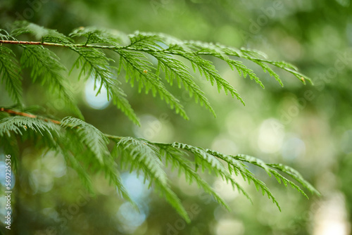 Western red cedar tree branch foliage close up with green bokeh forest background, beautiful evergreen coniferous tree in public park. Western redcedar branch copy space background pacific giant cedar photo