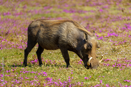 Valokuva Warthog in the wild
