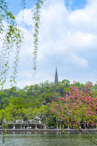 Peach blossom in the spring of West Lake in Hangzhou