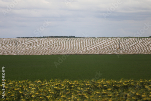a field of corn in the country