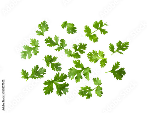 Green coriander leaves close-up, isolation on transparent png