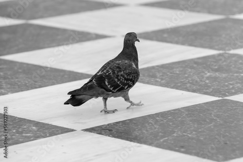 pigeon on the chessboard 
