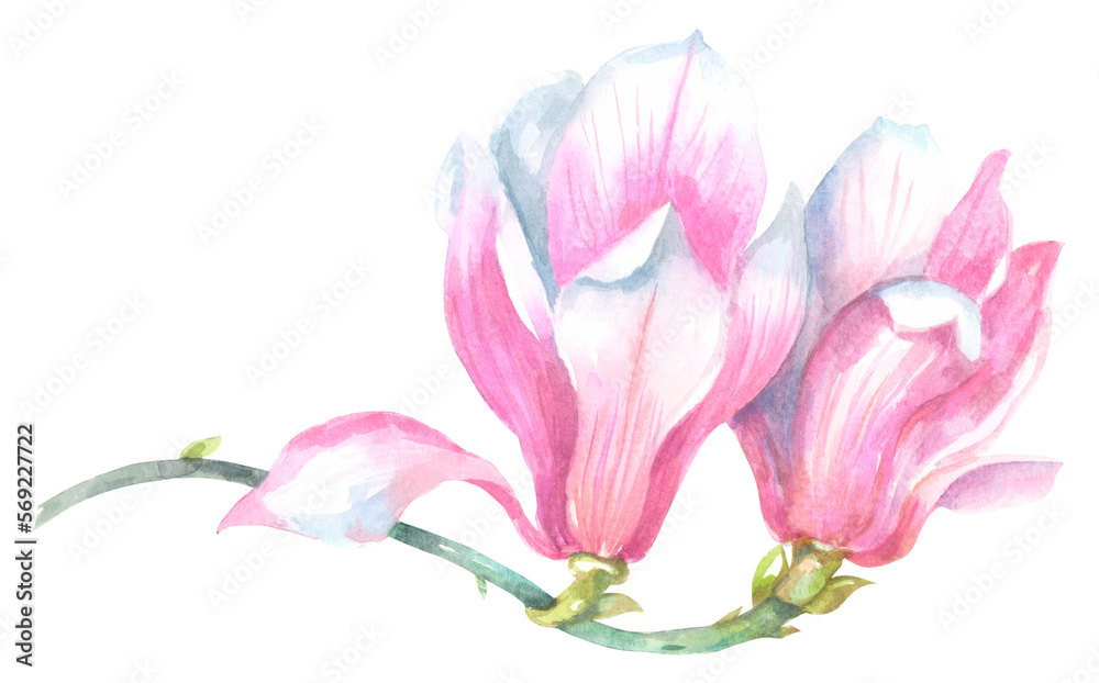 Watercolor pink spring magnolia flower