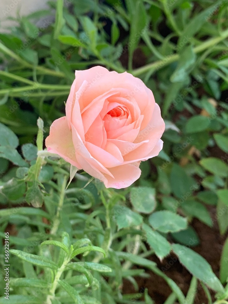 Rose rose, pink, rose, nature, macro, photography, garden, nature Rose rose, pink, rose, nature, macro, photography, garden, nature